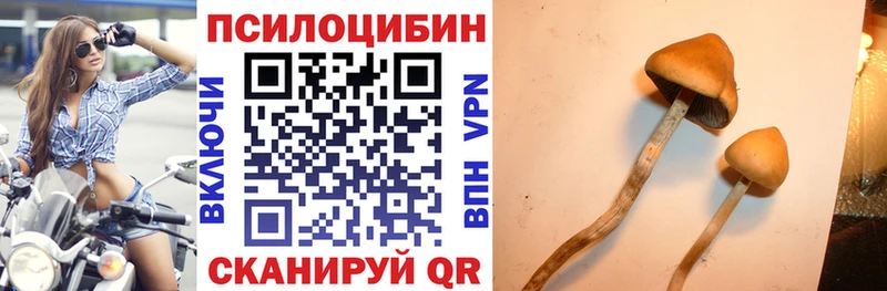 где можно купить наркотик  Александровское  kraken ТОР  Галлюциногенные грибы Magic Shrooms 